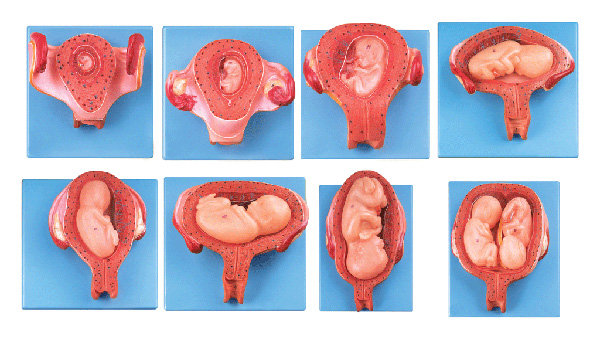<b>胎儿(胚胎)妊娠发育过程模型</b>