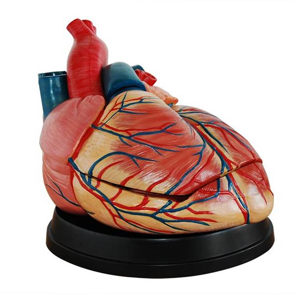 <b>新型心脏解剖放大模型</b>