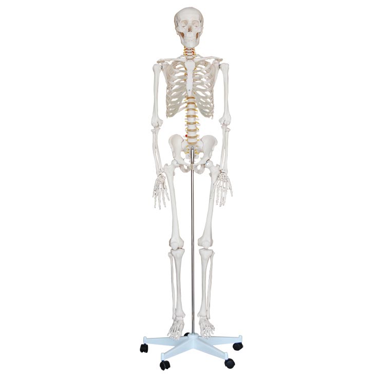 <b>人体骨骼模型（高170cm）</b>