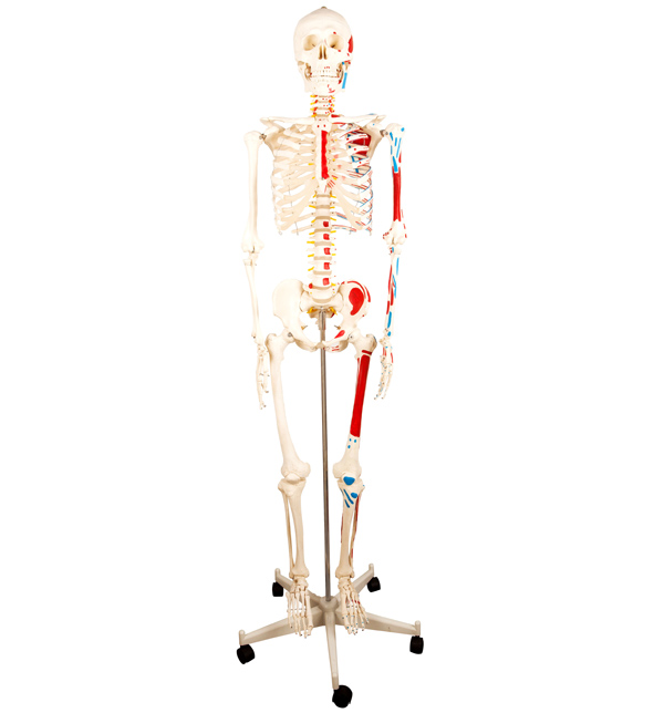 <b>人体骨骼附半边肌肉着色模型170cm</b>