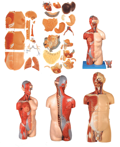 互换肌肉内脏背部开放式头颈躯干模型