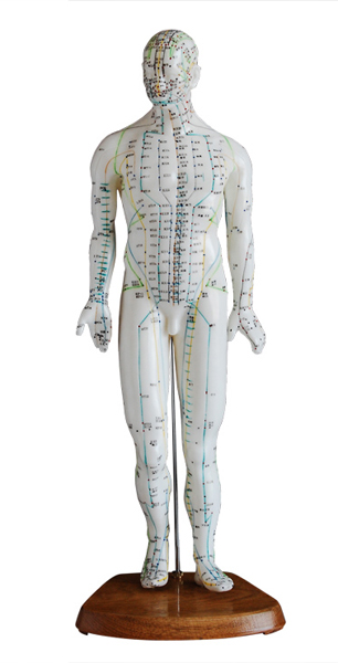 人体针灸模型（男性）高46cm